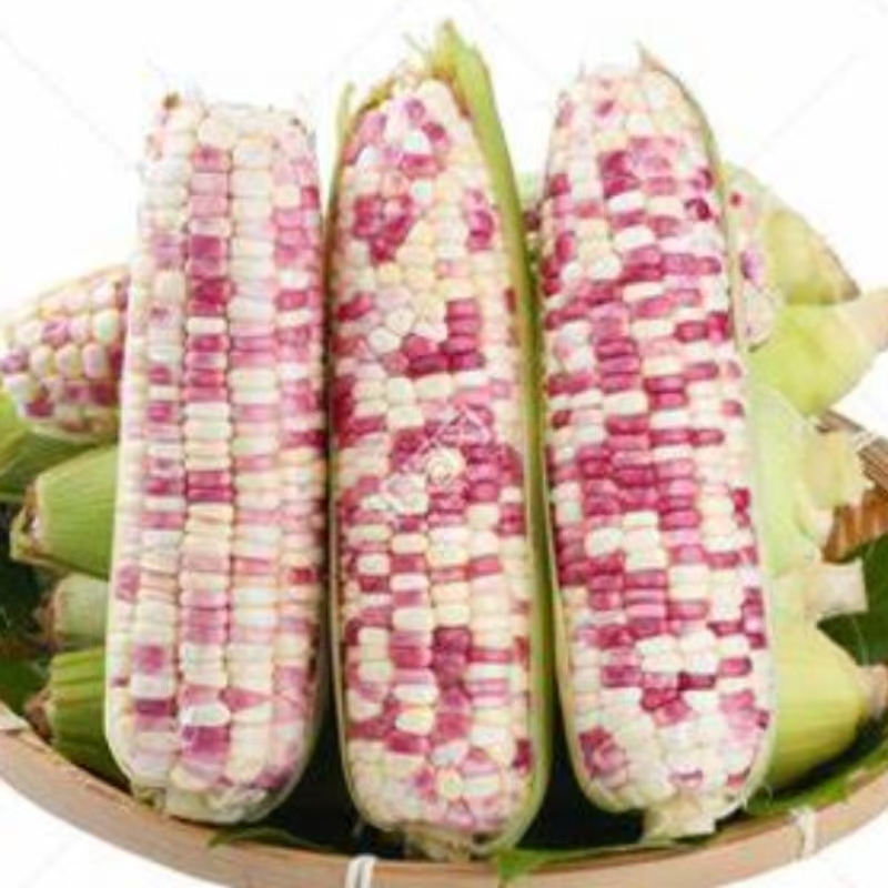 花田玉米（大号）2.55元/网袋